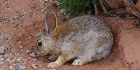 Petit lapin de Arches NP
